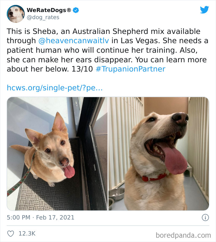 We-Rate-Dogs-Twitter