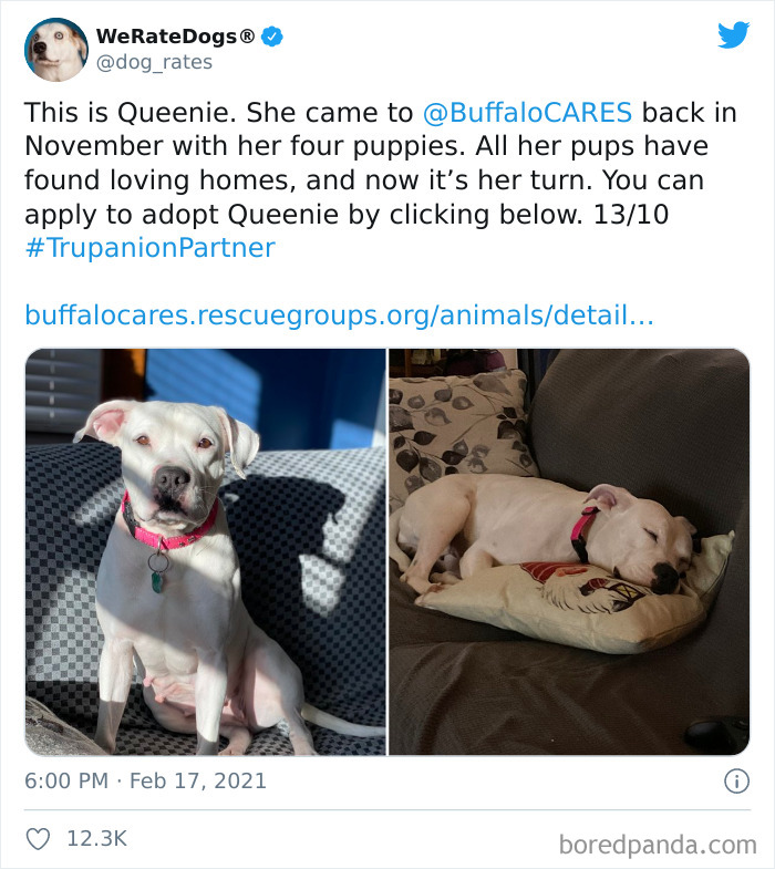 We-Rate-Dogs-Twitter