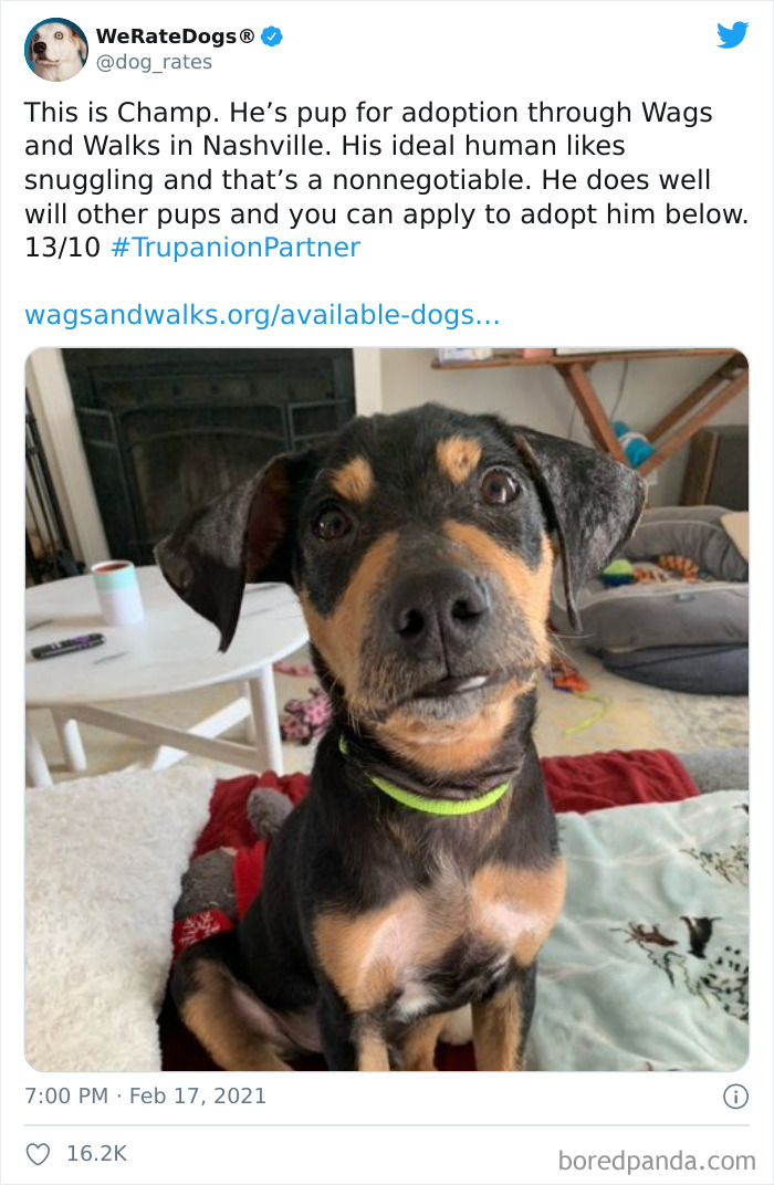 We-Rate-Dogs-Twitter