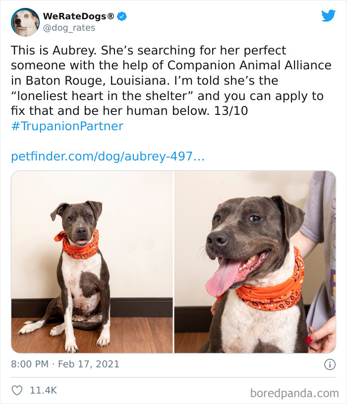 We-Rate-Dogs-Twitter