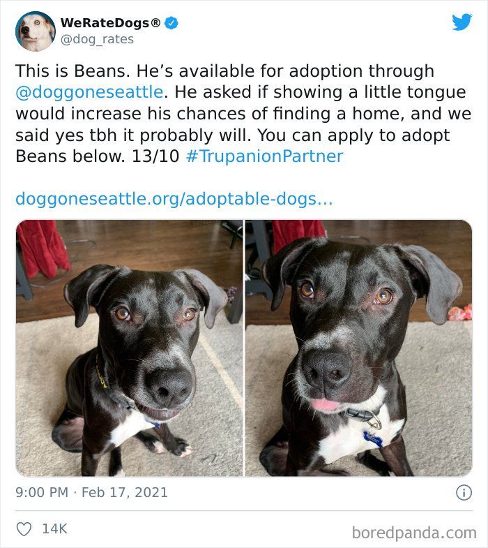 We-Rate-Dogs-Twitter