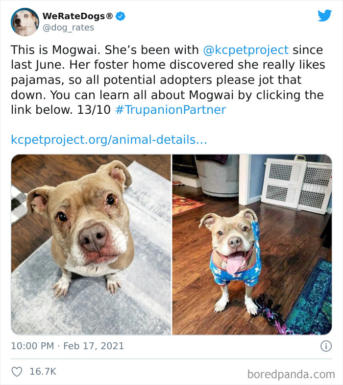 We-Rate-Dogs-Twitter