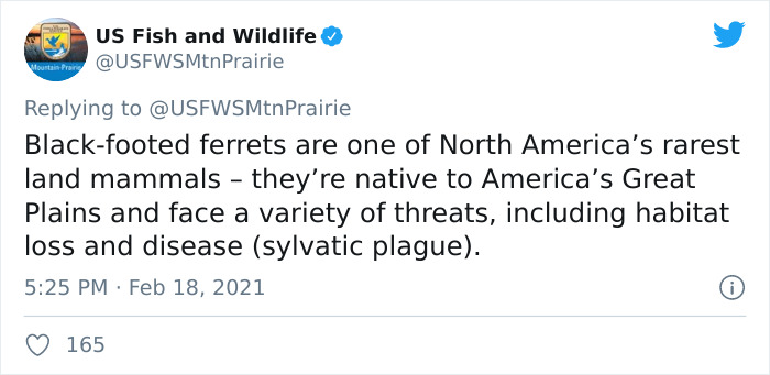 Scientists Successfully Clone A Ferret That Died In 1988, And This Might Be A Way Of Protecting Endangered Species Scientists Successfully Clone A Ferret That Died In 1988, And This Might Be A Way Of Protecting Endangered Species