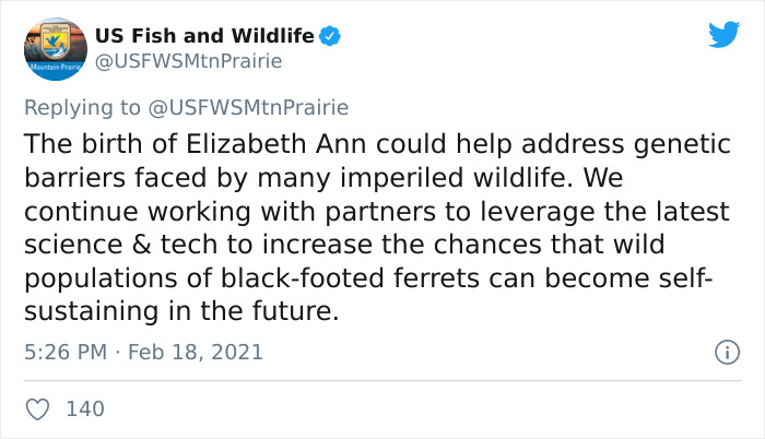 Scientists Successfully Clone A Ferret That Died In 1988, And This Might Be A Way Of Protecting Endangered Species Scientists Successfully Clone A Ferret That Died In 1988, And This Might Be A Way Of Protecting Endangered Species