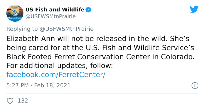 Scientists Successfully Clone A Ferret That Died In 1988, And This Might Be A Way Of Protecting Endangered Species