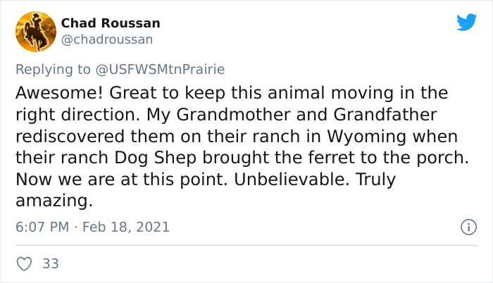 Scientists Successfully Clone A Ferret That Died In 1988, And This Might Be A Way Of Protecting Endangered Species