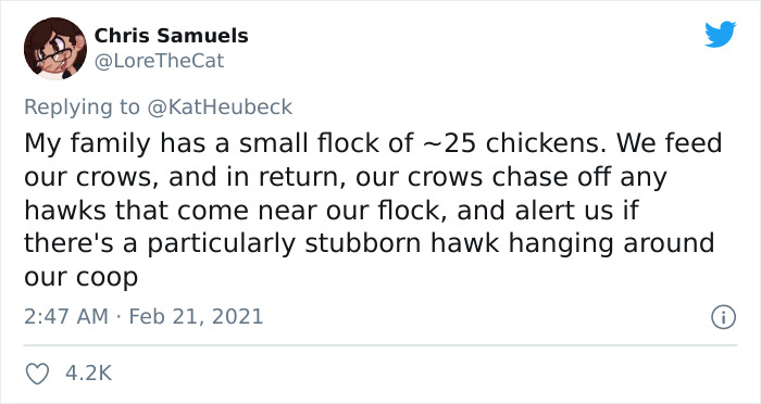 Woman Shares How Feeding And Creating An 'Army Of Crows' Near Her House Possibly Saved This Neighbor's Life