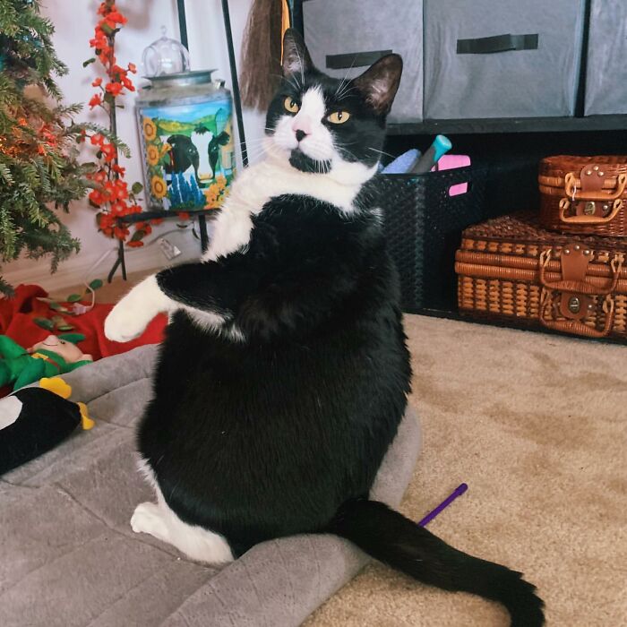 This Chonky Cat Is Going Viral For Standing Like A Penguin This Chonky Cat Is Going Viral For Standing Like A Penguin