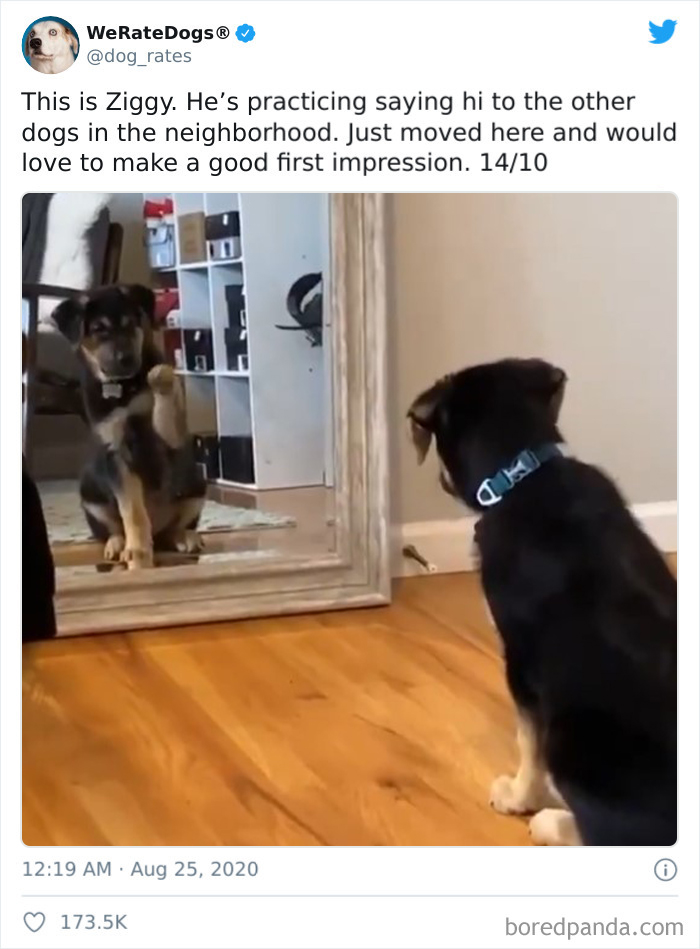 We-Rate-Dogs-Twitter