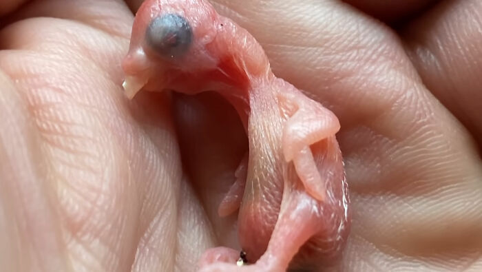 Man Finds An Abandoned Parrot Egg And Hatches It Into An Adorable Budgie
