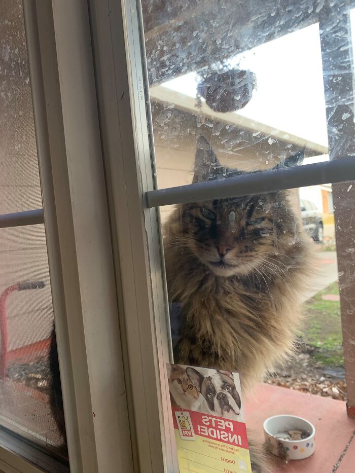 Meet Kenny A Main Coon. She Had An Owner At One Time With Their Name And Phone On Her