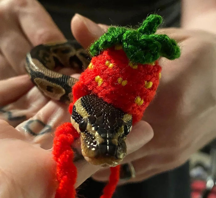 Snake wearing a tiny knitted red and green hat, held gently in hands.