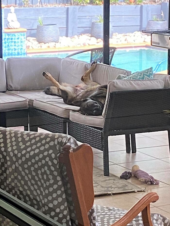 She Knows That She's Not Allowed On The Couch...