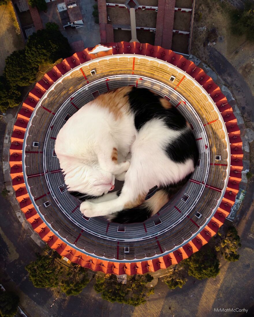Artist Imagines The World With Giant Cats, And The Result Is Purrrfect