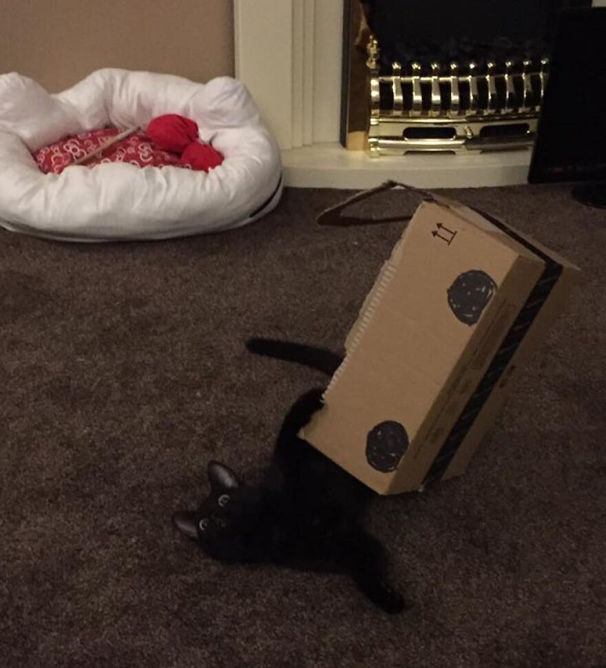 I Saved My Cat & Now She Saves Me Every Day (29 Pics)