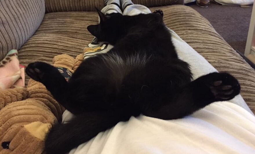 I Saved My Cat & Now She Saves Me Every Day (29 Pics) I Saved My Cat & Now She Saves Me Every Day (29 Pics)