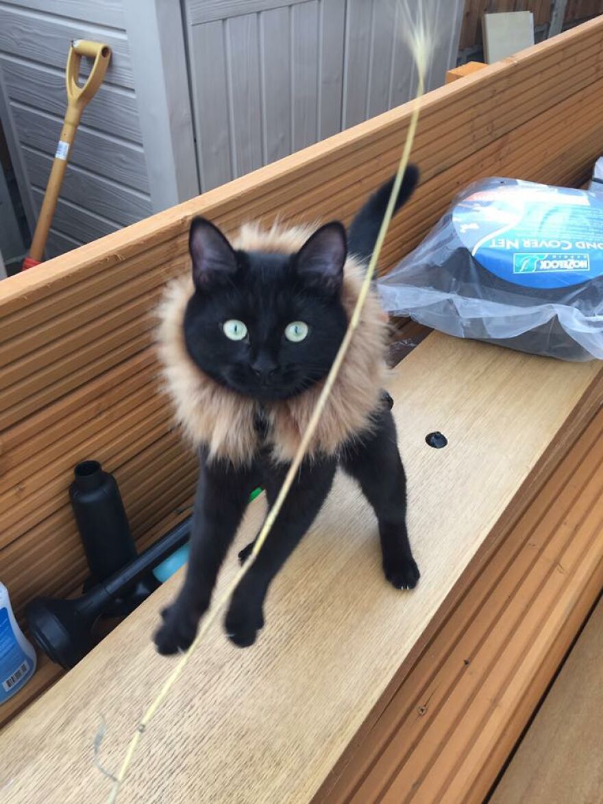 I Saved My Cat & Now She Saves Me Every Day (29 Pics) I Saved My Cat & Now She Saves Me Every Day (29 Pics)