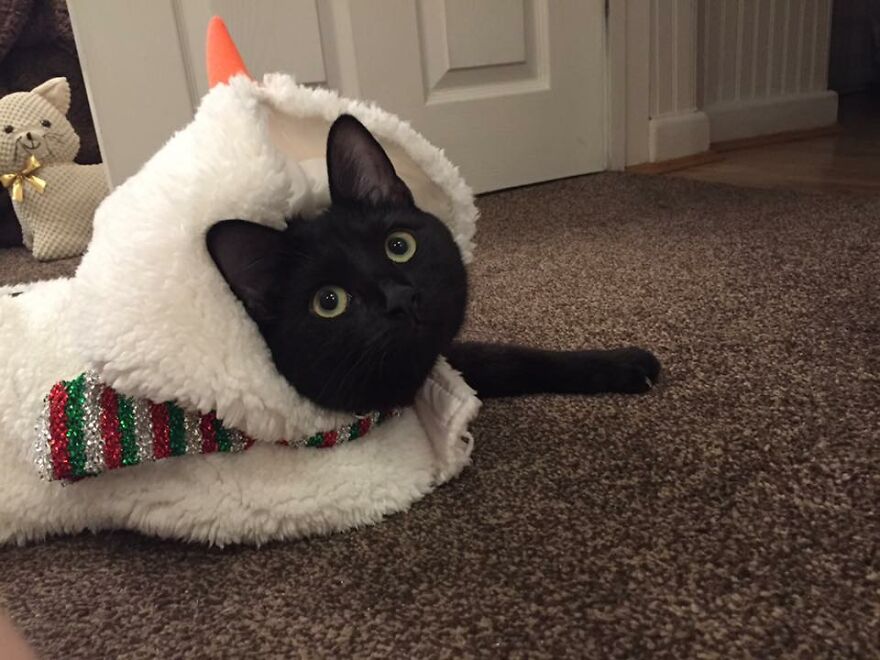 I Saved My Cat & Now She Saves Me Every Day (29 Pics) I Saved My Cat & Now She Saves Me Every Day (29 Pics)