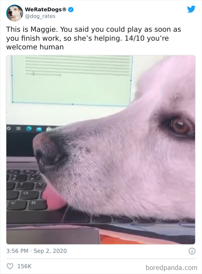 We-Rate-Dogs-Twitter