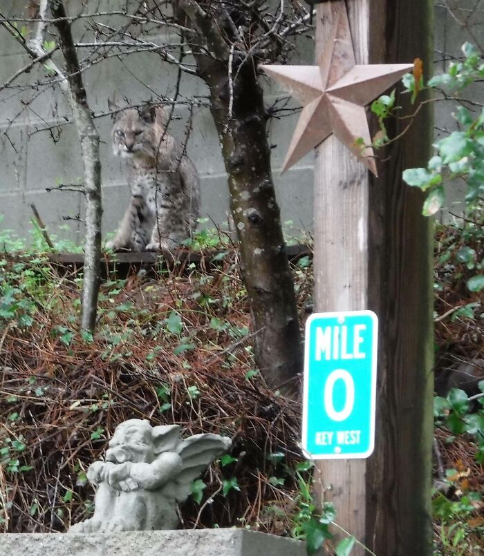 My House,not My Cat. Spotted This Cutie In Our Driveway. We Call Him Bob