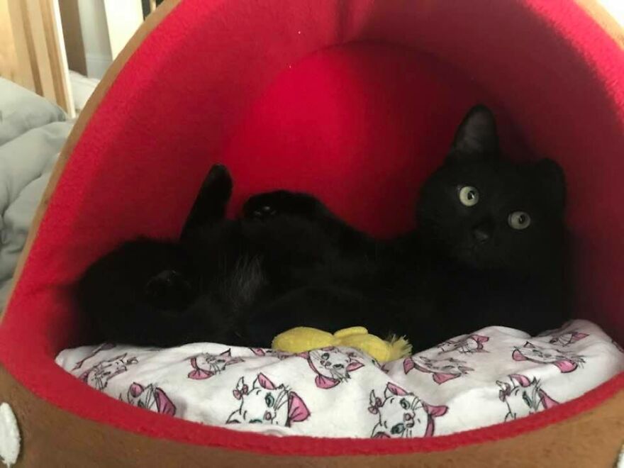 I Saved My Cat & Now She Saves Me Every Day (29 Pics) I Saved My Cat & Now She Saves Me Every Day (29 Pics)