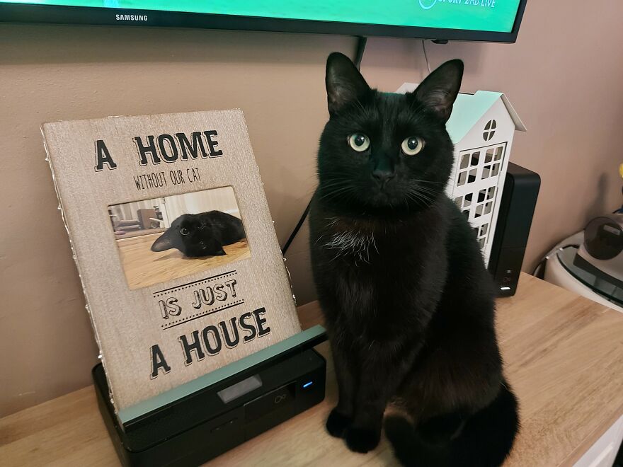 I Saved My Cat & Now She Saves Me Every Day (29 Pics) I Saved My Cat & Now She Saves Me Every Day (29 Pics)