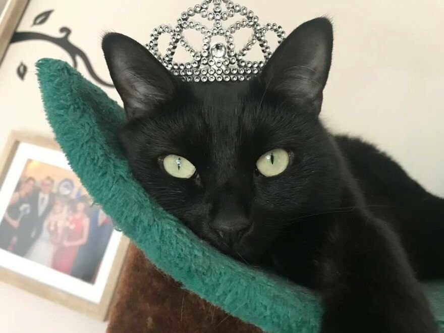 I Saved My Cat & Now She Saves Me Every Day (29 Pics) I Saved My Cat & Now She Saves Me Every Day (29 Pics)