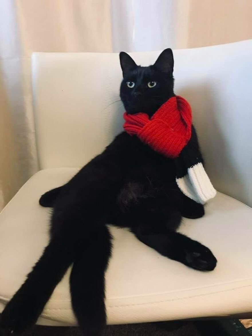 I Saved My Cat & Now She Saves Me Every Day (29 Pics) I Saved My Cat & Now She Saves Me Every Day (29 Pics)