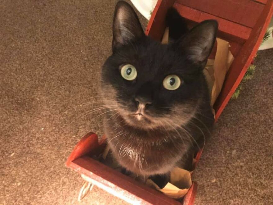 I Saved My Cat & Now She Saves Me Every Day (29 Pics)