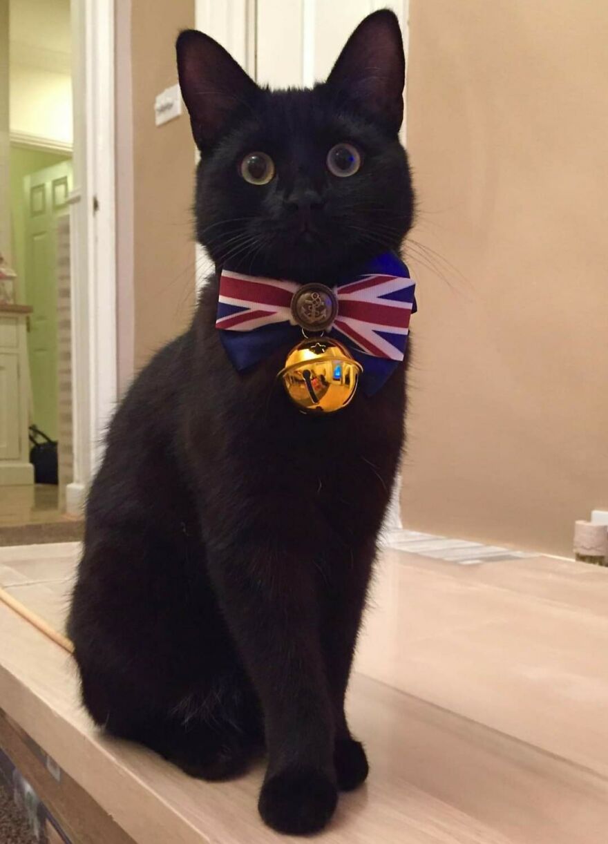 I Saved My Cat & Now She Saves Me Every Day (29 Pics)