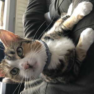 annebethmulder avatar