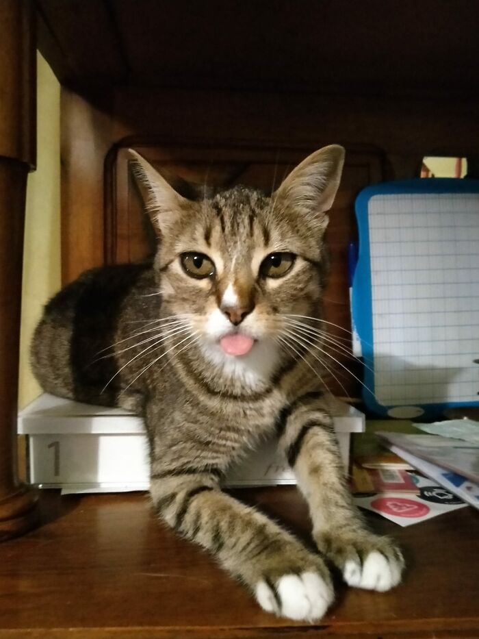 Blep Of My Life
