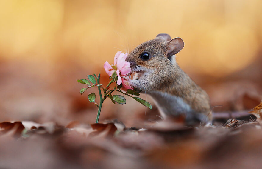 Austrian Wildlife Photographer Captures Nature’s Magical Moments (35 Pics)