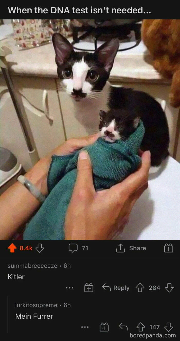 Cursed_kittler