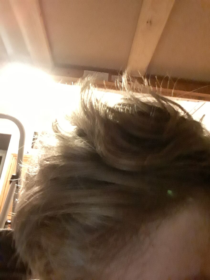 Hey Pandas What Color Should I Die My Hair