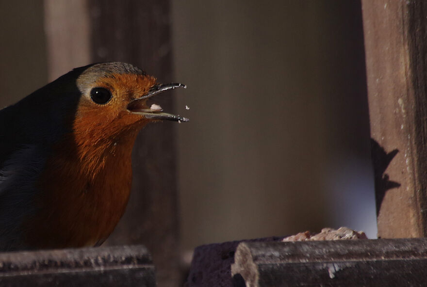 Robin Feeding On The Bird Table