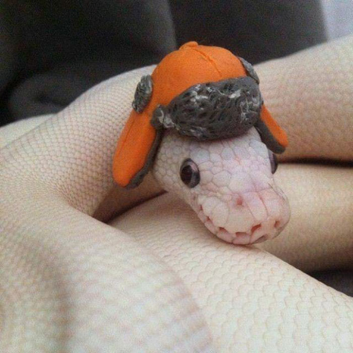 Snake wearing a handmade orange cap, showcasing the whimsical trend of snakes wearing hats.