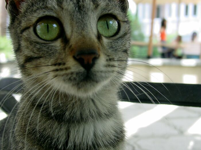 43 People Share How They Accidentally Conditioned Their Pets To Learn Unusual Skills Or Habits