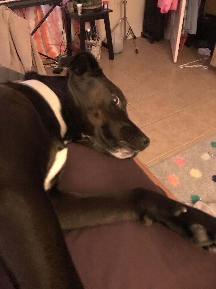 This...this...this Insane Dog Of Mine