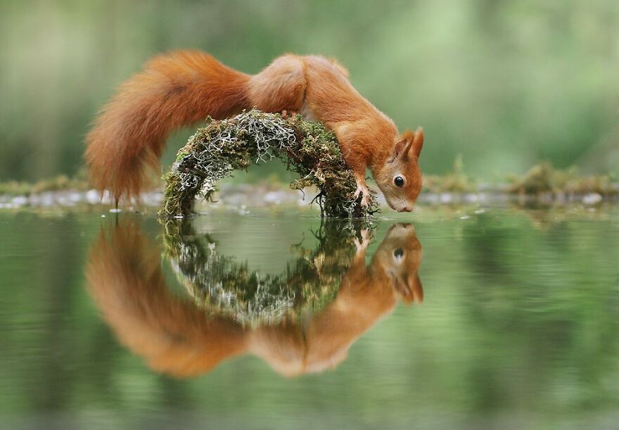 Austrian Wildlife Photographer Captures Nature’s Magical Moments (35 Pics)