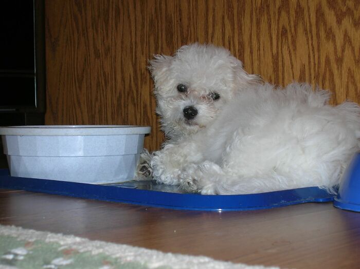 43 People Share How They Accidentally Conditioned Their Pets To Learn Unusual Skills Or Habits