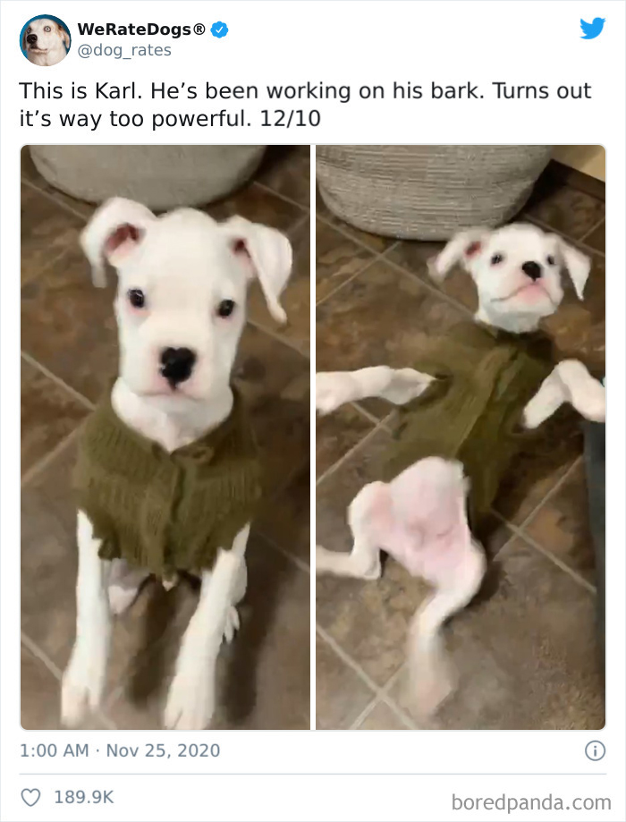 We-Rate-Dogs-Twitter