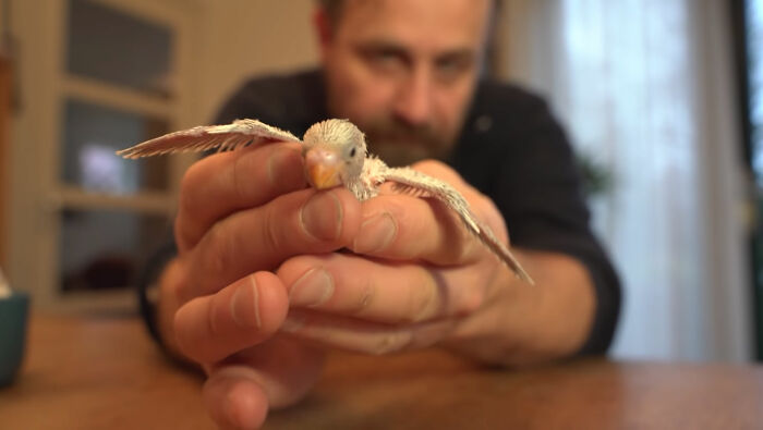 Man Finds An Abandoned Parrot Egg And Hatches It Into An Adorable Budgie
