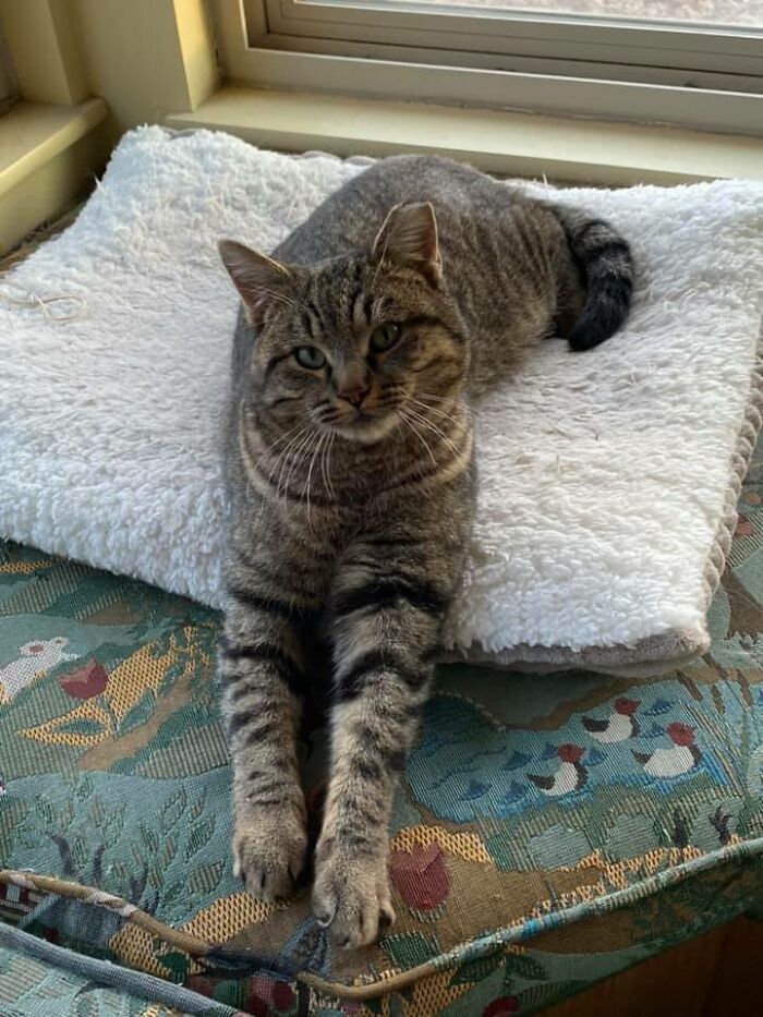 My House, Not My Cat??