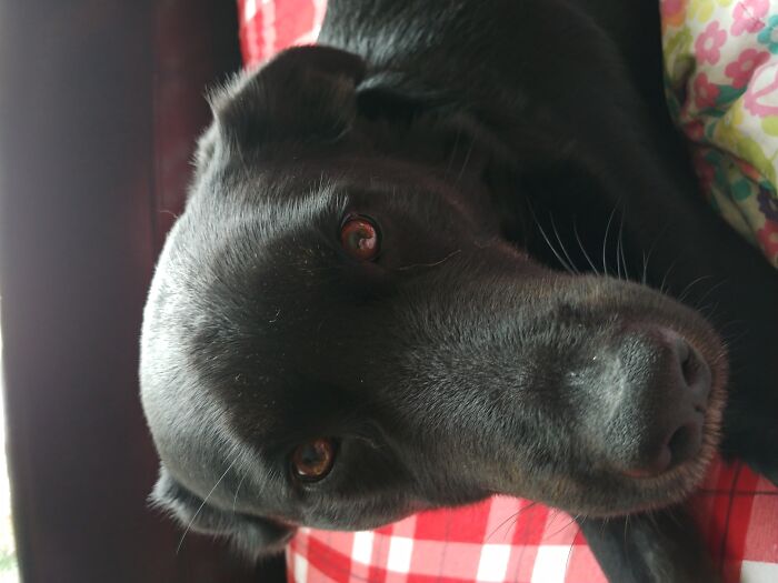 The Best Picture I Have Of My Dog Max.