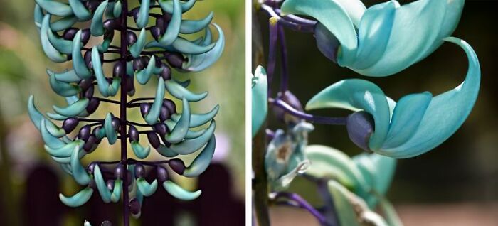 14 Strange Plants That Prove We Could Be Living On A Alien Planet