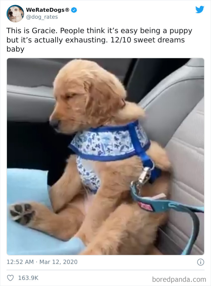 We-Rate-Dogs-Twitter