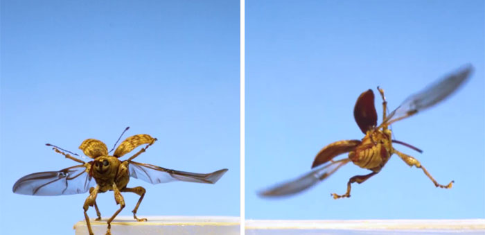 Here’s What These 11 Insect Species Look Like Flying In Slow Motion And Some Of Them Look Hilariously Derpy Here’s What These 11 Insect Species Look Like Flying In Slow Motion And Some Of Them Look Hilariously Derpy