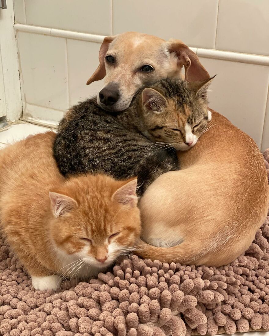 Dog Takes Shy Kittens Under Her Wing While They Build Up Courage To Interact With People Dog Takes Shy Kittens Under Her Wing While They Build Up Courage To Interact With People