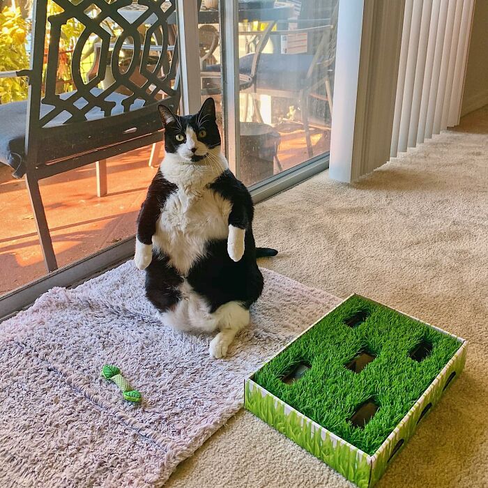This Chonky Cat Is Going Viral For Standing Like A Penguin This Chonky Cat Is Going Viral For Standing Like A Penguin